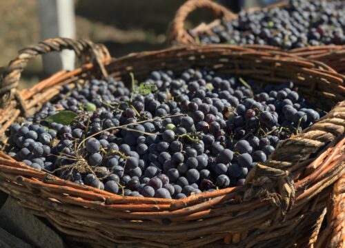 Cricova Winery & OldOrhei & CurchiMonastery